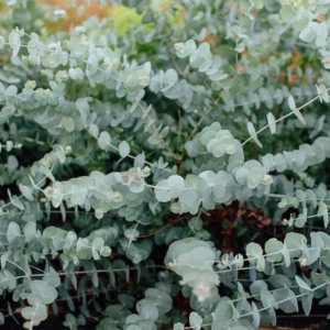 Close up of fresh eucalyptus in a bundle.