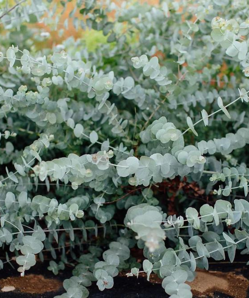 Close up of fresh eucalyptus in a bundle.