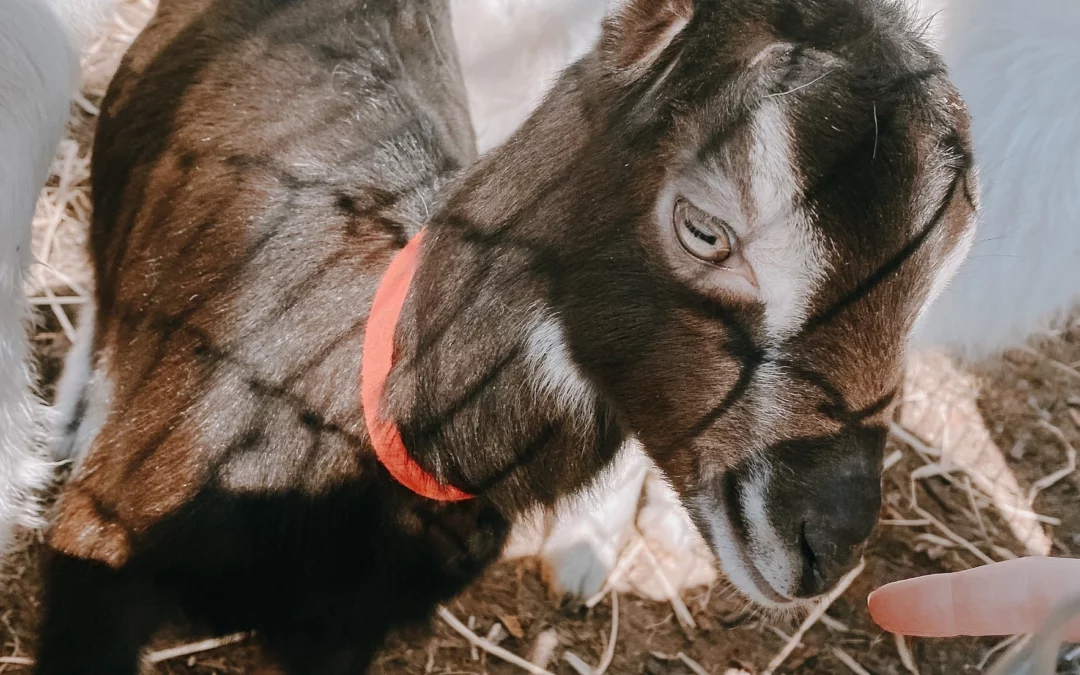 Episode 68: The Goat Chase: True Stories From Flower Delivery Adventures