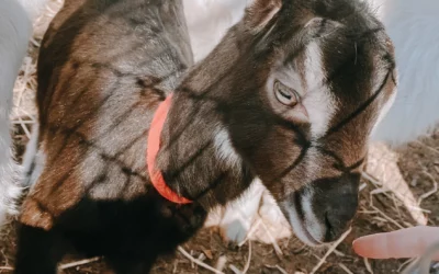 Episode 68: The Goat Chase: True Stories From Flower Delivery Adventures