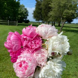 Pink and White Peonies for a bi-weekly flower subscription