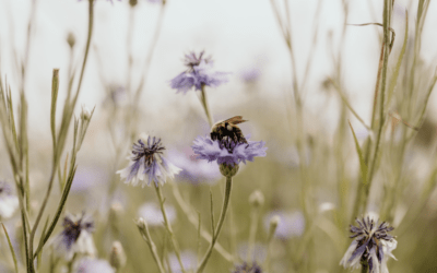 Episode 8: Behind the Blooms: Unraveling the Floral Industry with Coleen Fitz