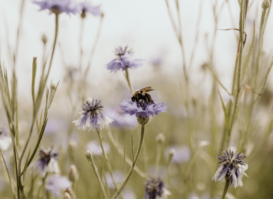 Wildly Native Flower Farm Field with Bee