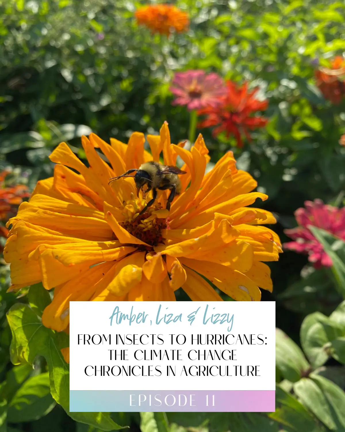 Podcast Title Image for Episode 11 of the Flower Files