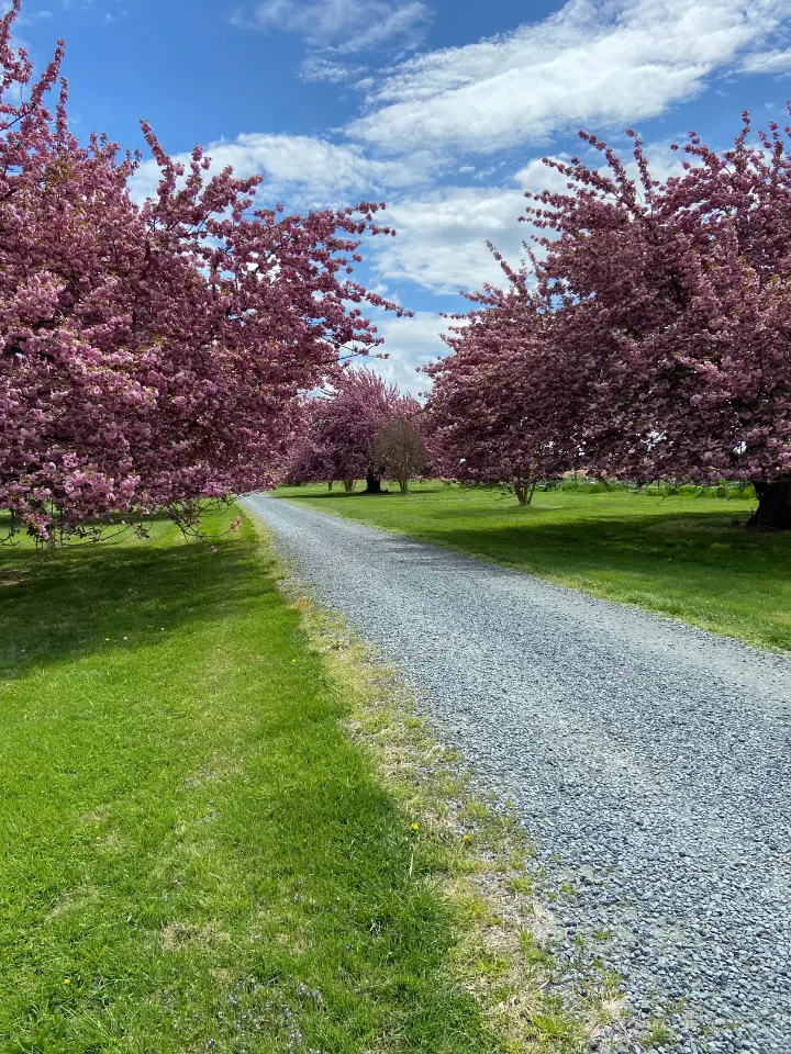 Spring Flowering Trees at Wildly Native Flower Farm