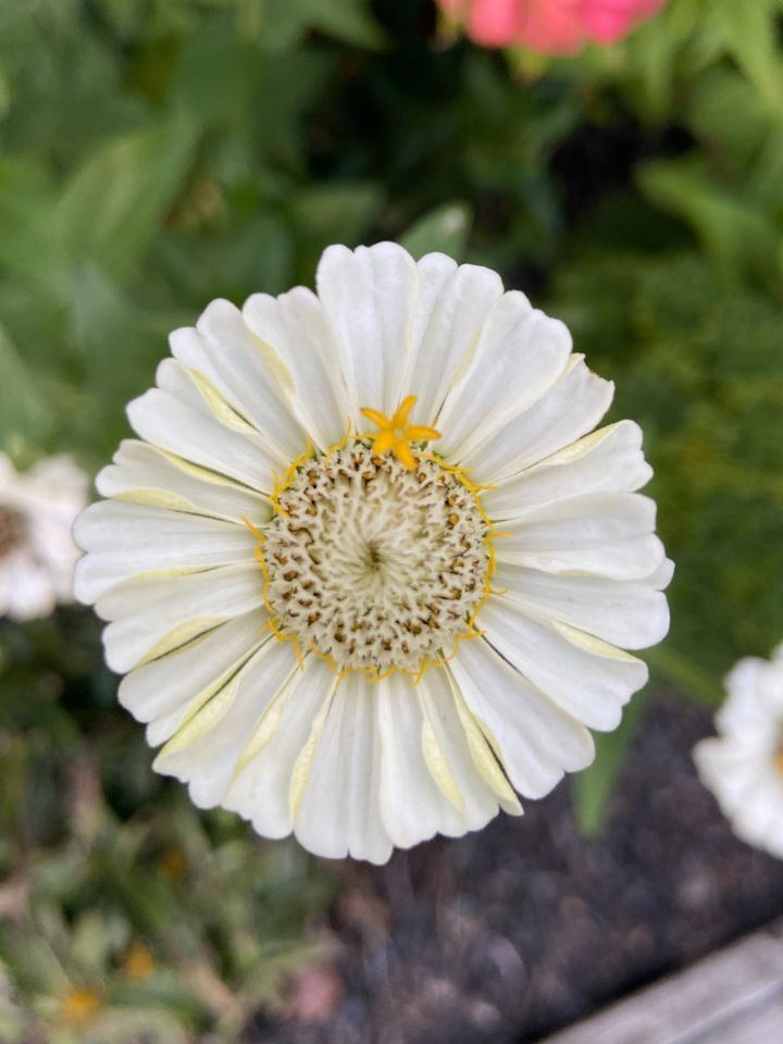 White zinnia