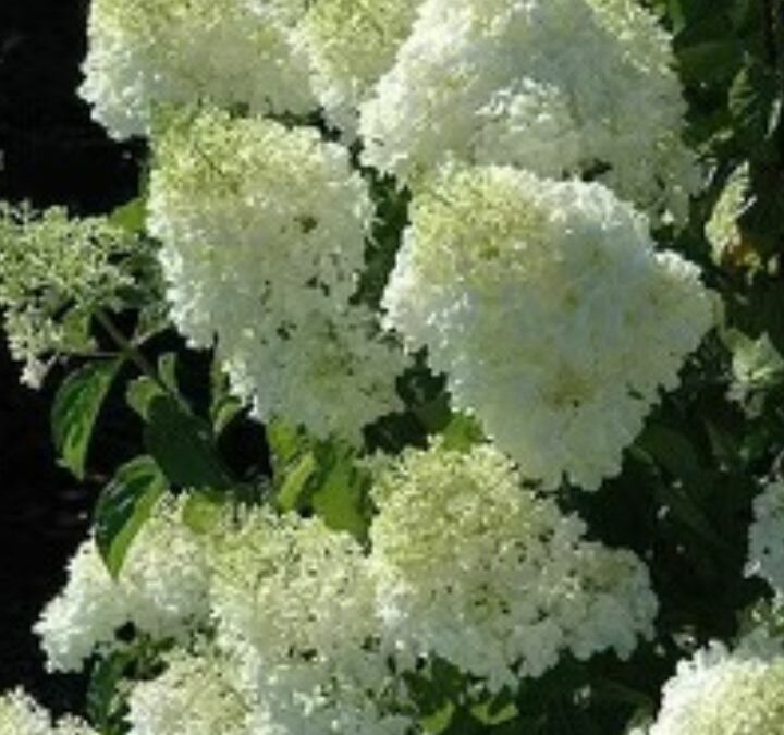 Hydrangea
