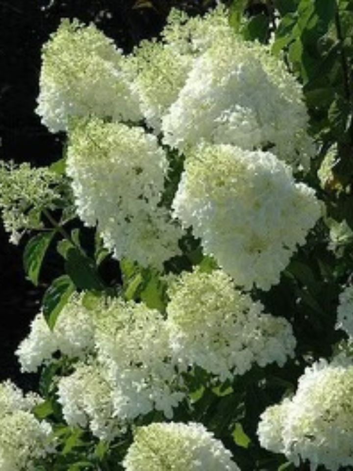White Hydrangea