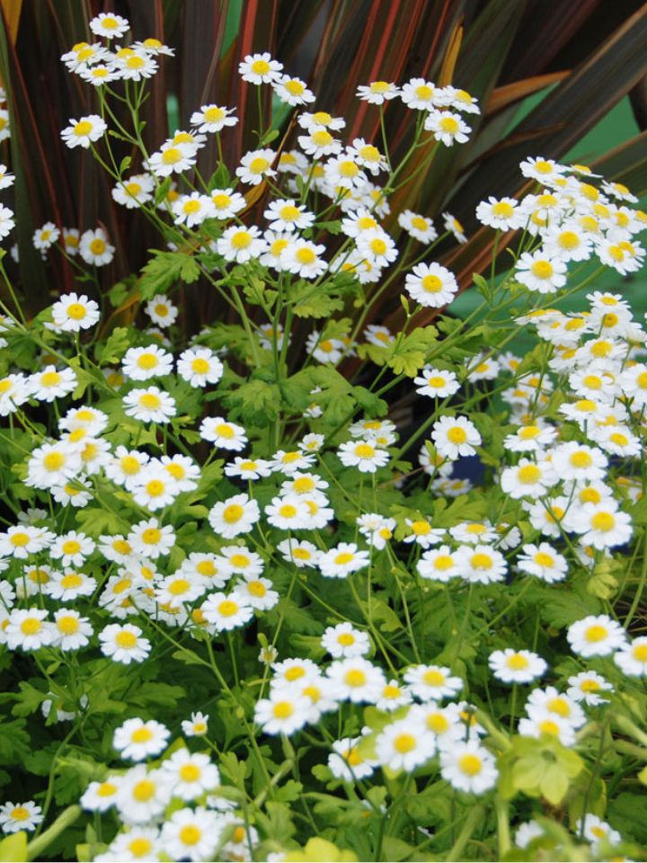Feverfew daisies.