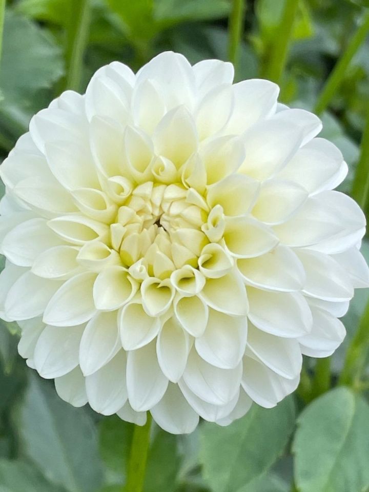 White Dahlia