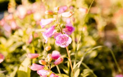 Episode 16: Tales from Tidewater Inn