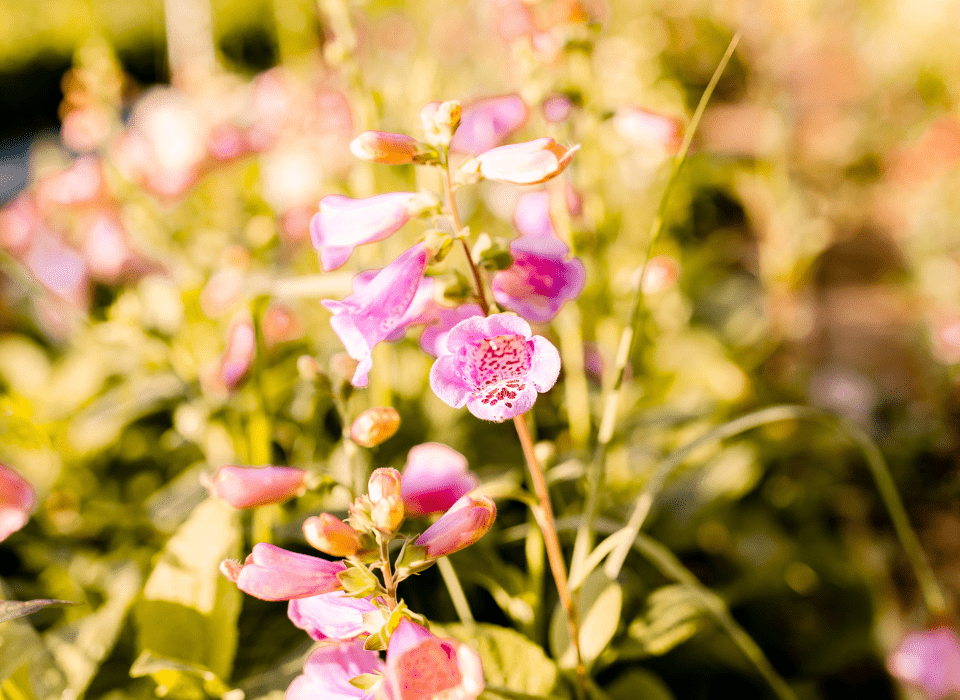 Up close view of a purple flower in the farm field at Wildly Native Flower Farm