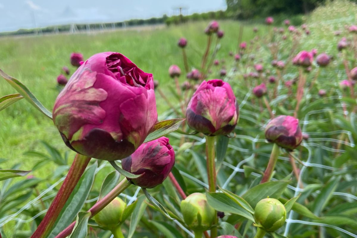 Learn with Liza: All About Peonies