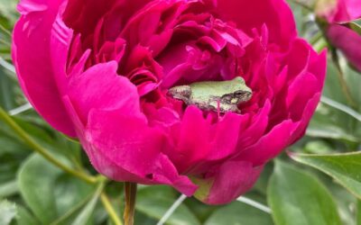 Peony Season on the Flower Farm
