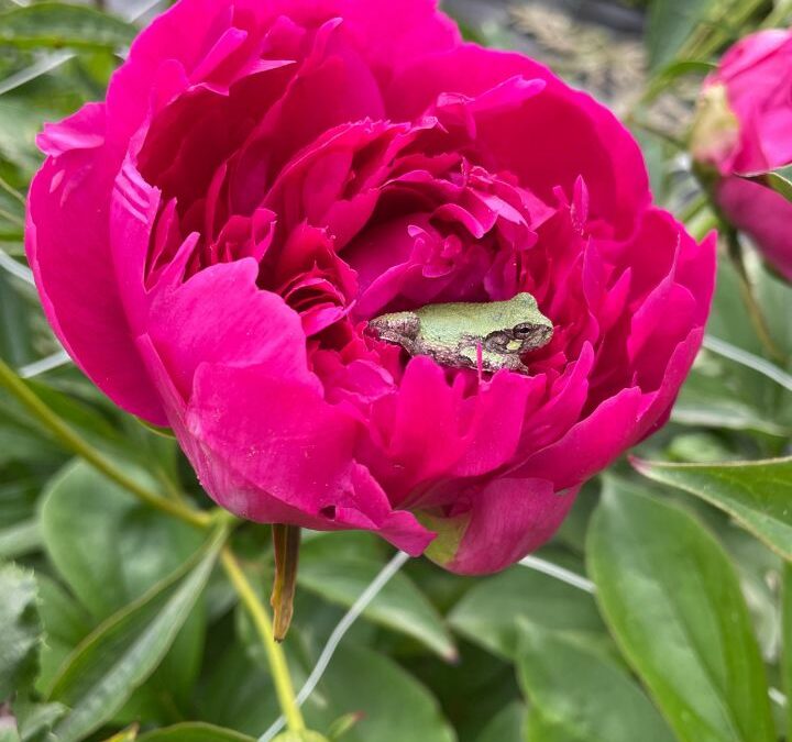 Peony Season on the Flower Farm