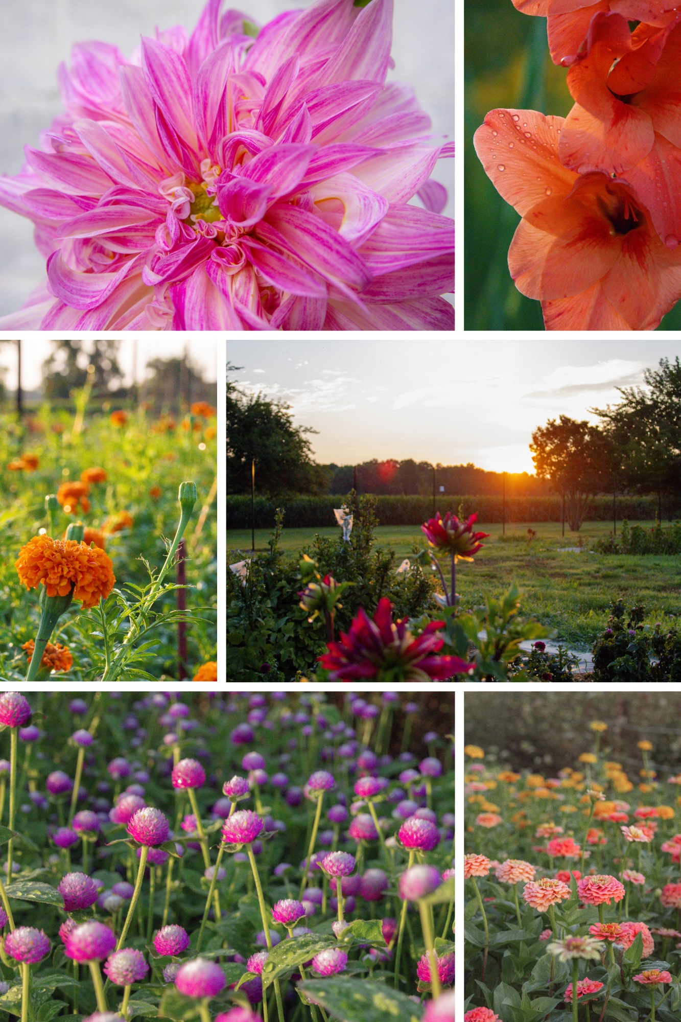 Collage of Florals and Farm Images for Garden Expert Result