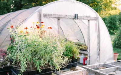 Episode 36: Hoop House Growing: What Works for Us