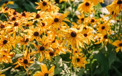 Episode 37: Garden Clean Up: What to Do?