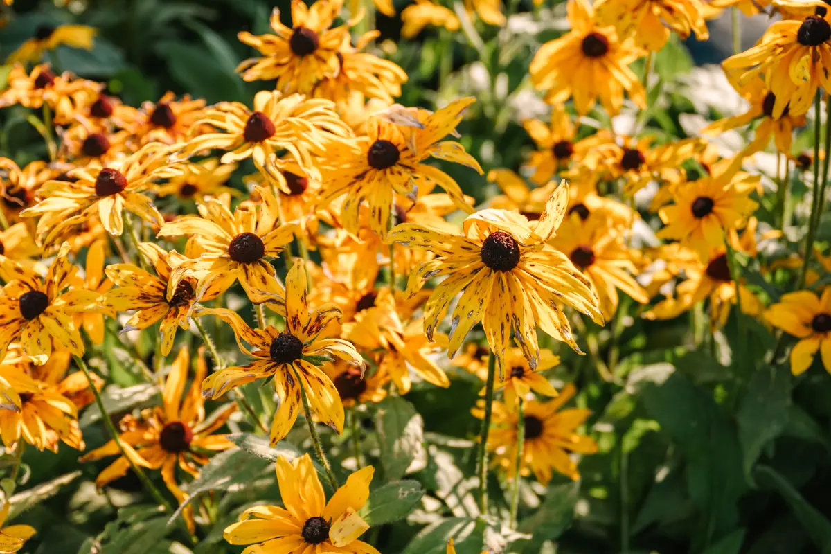 Flowers fading as fall leaves