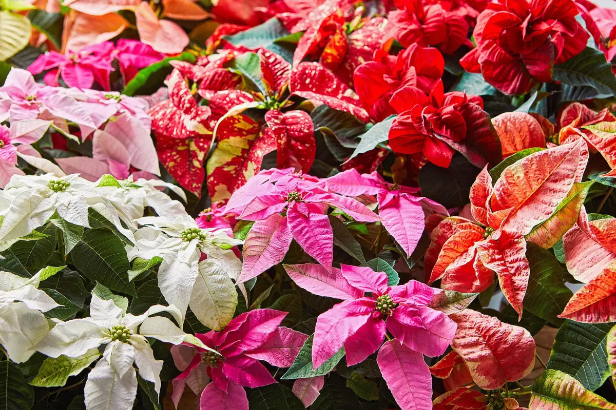 Poinsettias, a popular holiday tradition, in varying colors of white, pink and red
