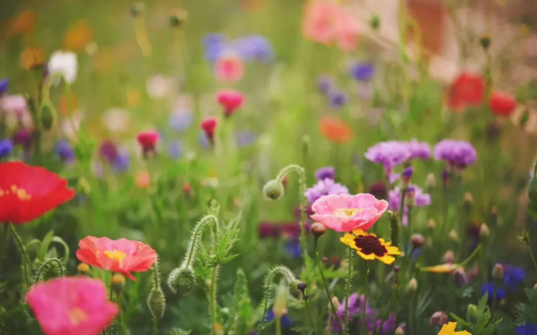 Episode 43: Goal Setting: This Year in Review