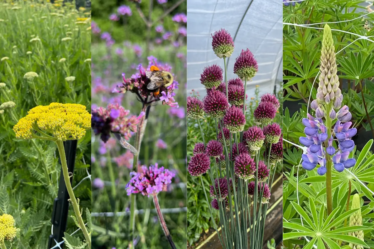 Episode 45 Featured Image for Picking Perennial Varieties for Cut Flowers for The Flower Files with images of perennial flowers in purple