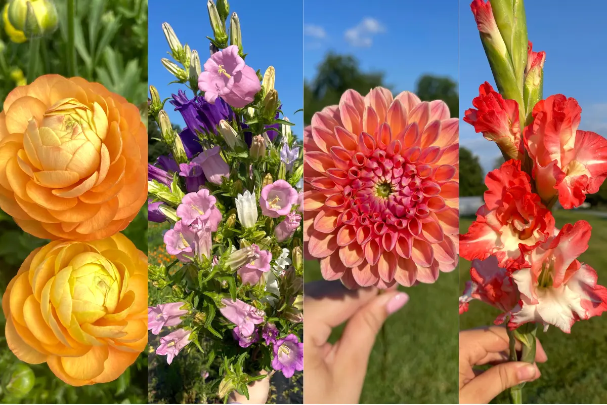 Episode 46 of the Flower Files: Our Top Cut Flower Varieties / Multiple images of cut flowers from the farm