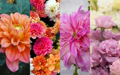 Episode 51: Hardest Flowers to Grow and Why We Still Love Them