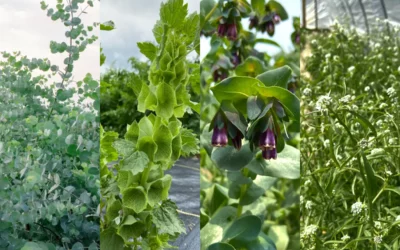 Episode 52: Floral Greens: How to Select the Types & Why We Love Them