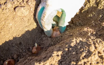 Episode 53: Soil Secrets: How to Build Healthy Soil Beds