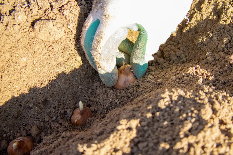 plantingbulbinsoil Hand planting a bulb in the healthy soil