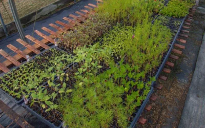 Episode 54: Seed Starting 101