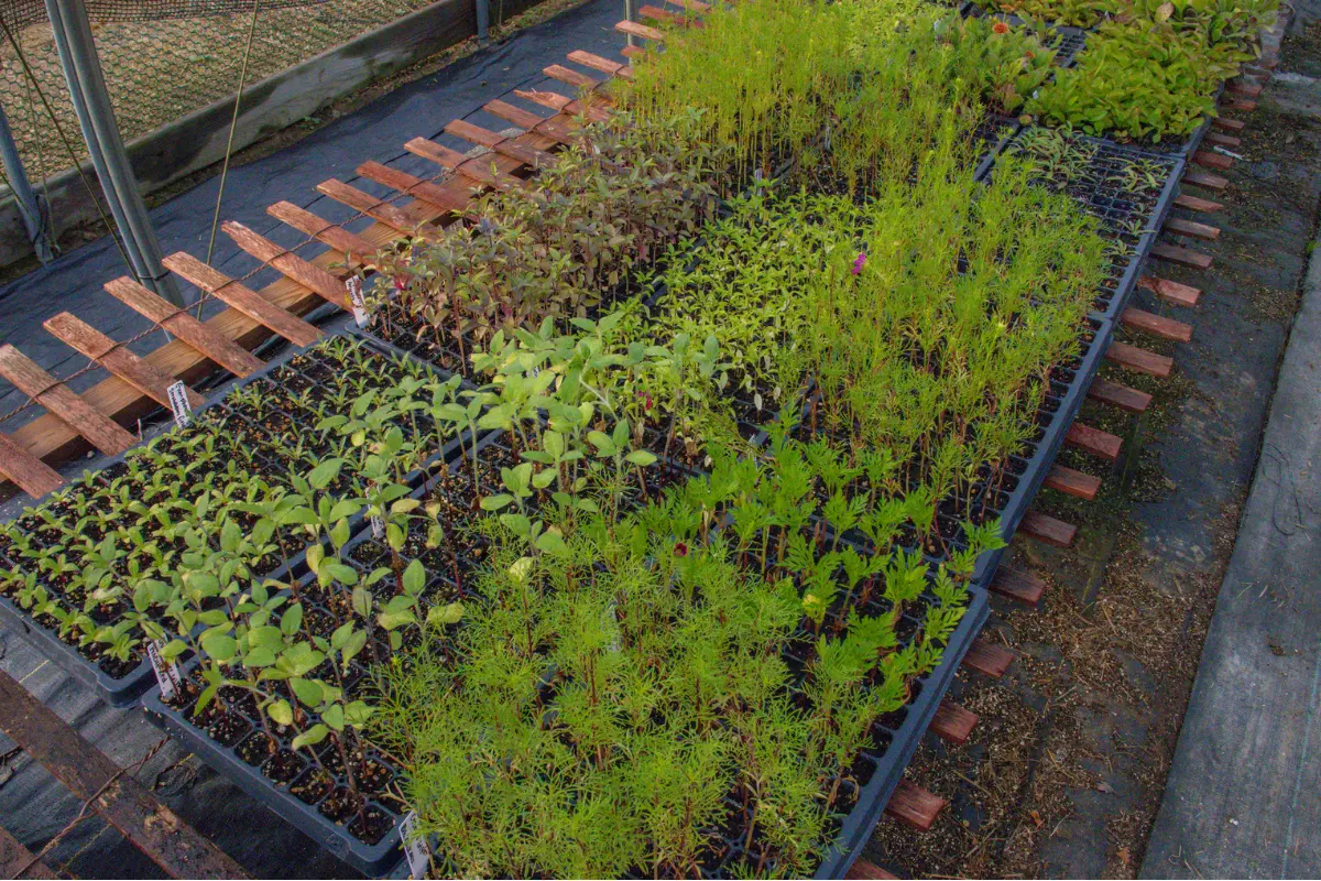 Seeds starting at Wildly Native Flower Farm