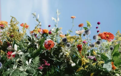 Episode 95: How do I Set Goals for my Garden