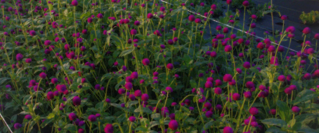 flowerbgpink