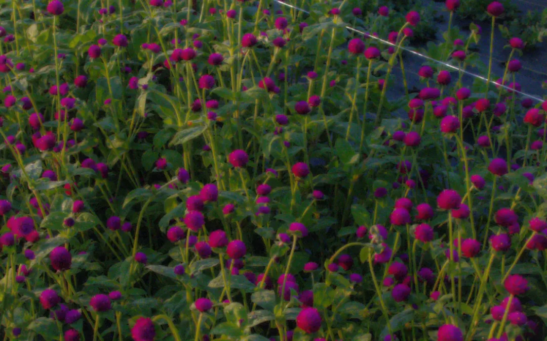 Episode 70: Beyond Garnish: The Untapped Power of Edible Blooms