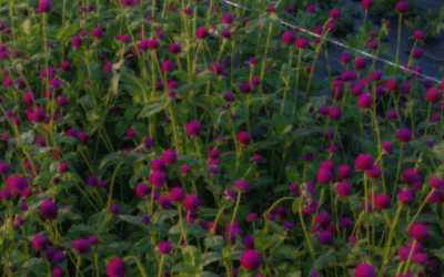 Episode 70: Beyond Garnish: The Untapped Power of Edible Blooms