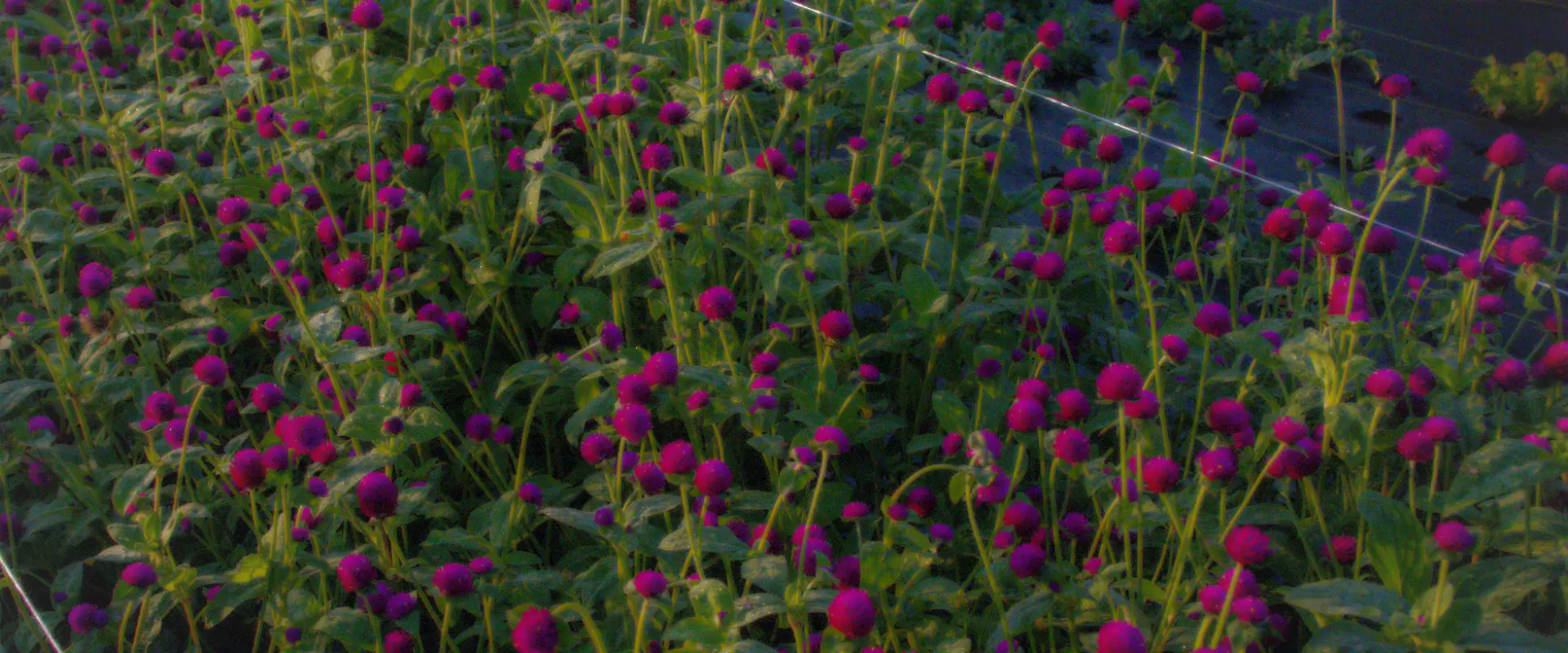 Episode 70: Beyond Garnish: The Untapped Power of Edible Blooms