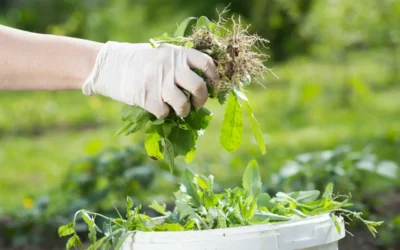 Episode 63: Get Ready for the Weeds: Mulch, Fabric and More!