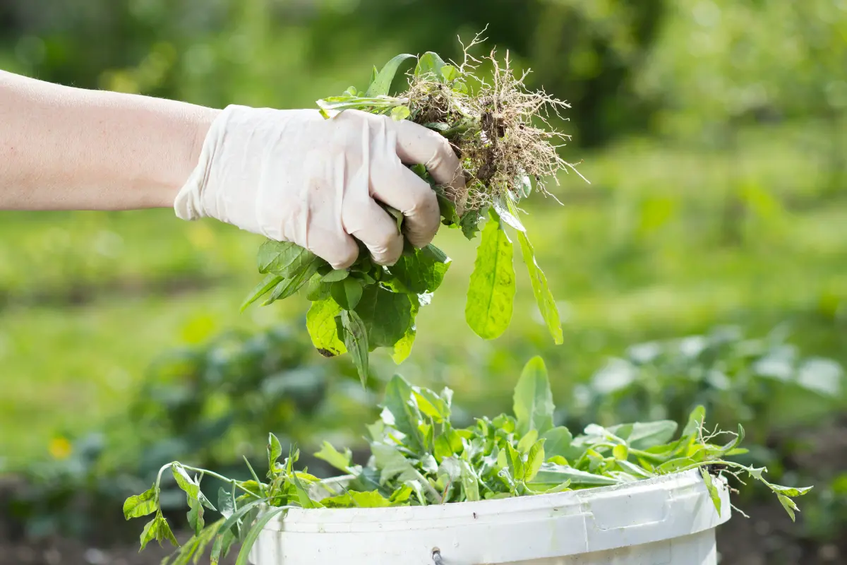 A hand putting a handful of weeds into a bucket
