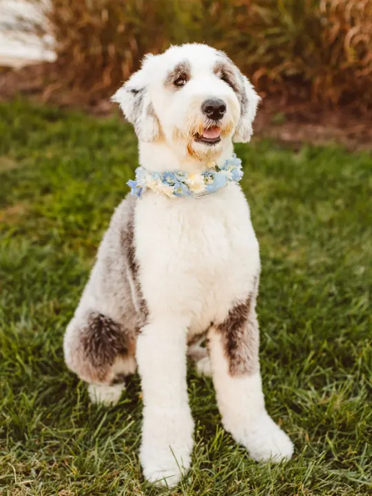 Flower dog collar by Wildly Native Flower Farm