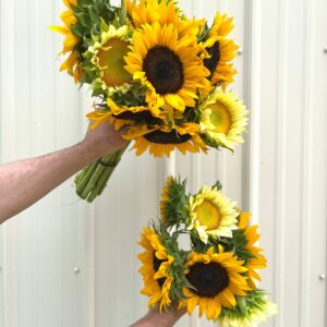 Bundles of sunflowers for sale in two different size bouquets.