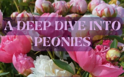 Episode 64: A Deep Dive Into Peonies