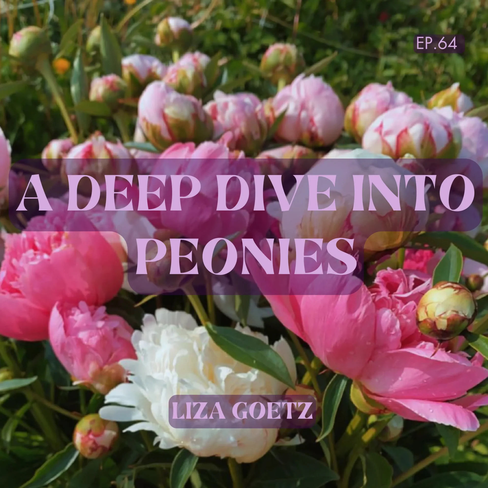 Episode 64: A Deep Dive Into Peonies