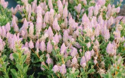 Episode 66: Wet Your Plants: A Florist’s Comedy of Irrigation Errors