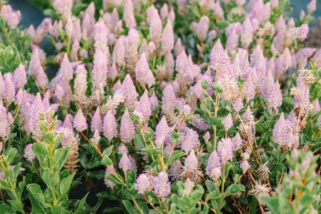Purple Flowers in the field up close at Wildly Native Flower Farm