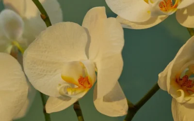 Episode 75: Growing Dreams Under Glass