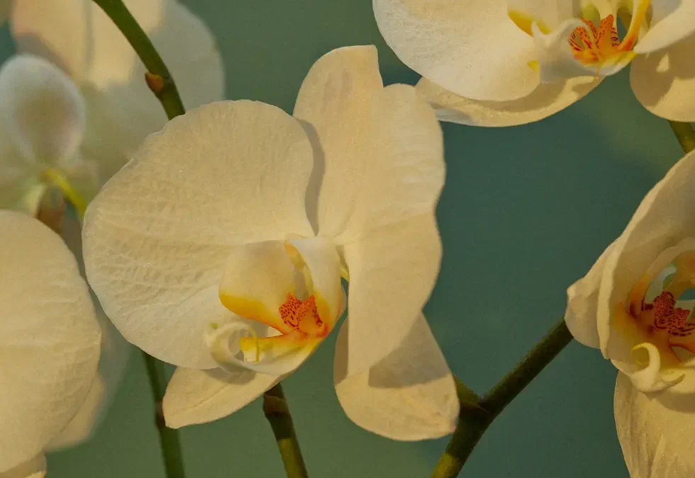 Episode 75: Growing Dreams Under Glass