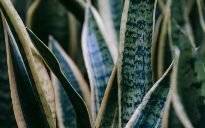 Episode 74: Confessions of Accidental Plant Killers