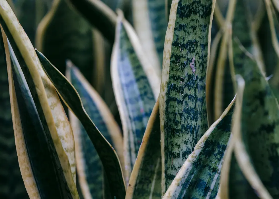 Up close photo of an indoor house plant